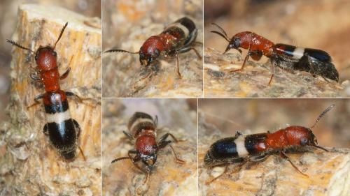 Denops albofasciatus